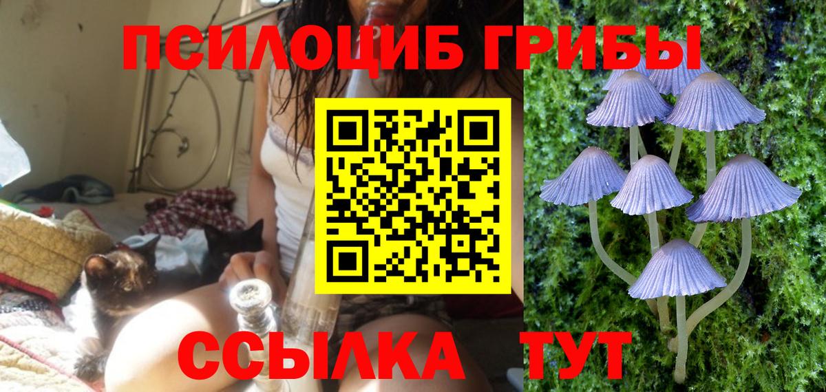 Галлюциногенные грибы Psilocybe Георгиевск